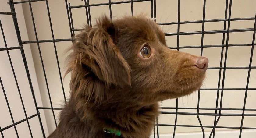 Na zdjęciu: ten pisek już znalazł nowego właściciela