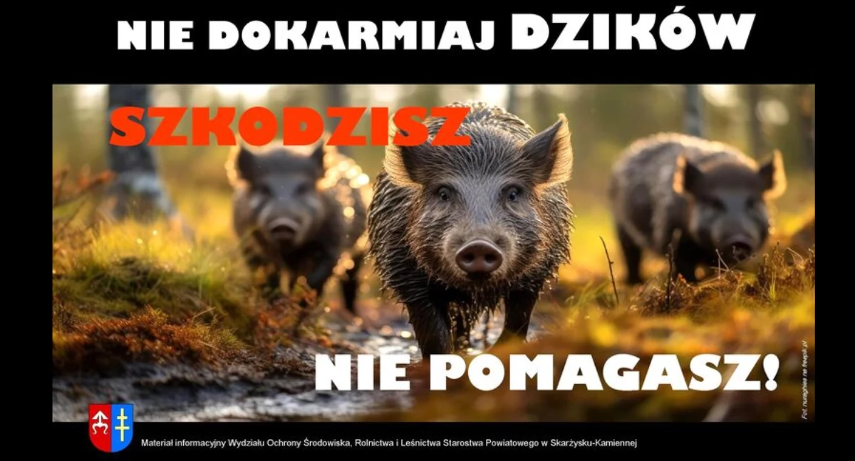 Informator Samorządowy Powiatu Skarżyskiego, dokarmiaj dzików szkodzisz pomagasz! - zdjęcie, fotografia