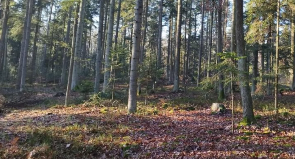 Suchedniowskie lasy. Fot. J. Kołba