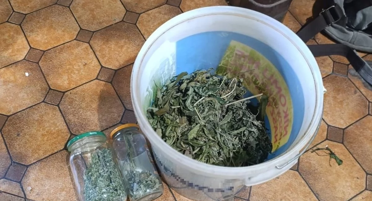 Kronika policyjna , latek zatrzymany posiadanie uprawę znacznej ilości narkotyków - zdjęcie, fotografia