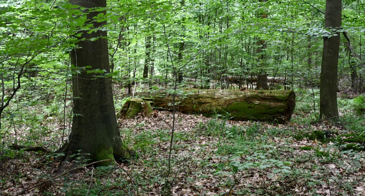 Na zdjęciach Rezerwat Skarbowa Góra fot. Edyta Nowicka
