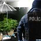 planta3