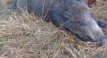 Więcej dzików do odstrzału w powiecie skarżyskim