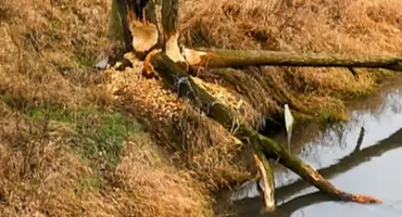  Bobry mają swoje prawa. Kiedy można usunąć tamy bobrowe?