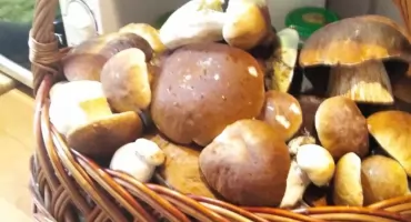 Dziś Dzień Grzyba - pokażcie tegoroczne okazy