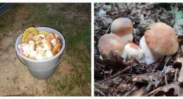 Wysyp grzybów w lasach, grzybiarze oszaleli z radości