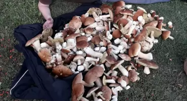 Szok! Tyle grzybów w skarżyskich lasach dawno nie było