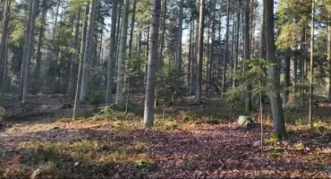 Po wycince w Puszczy Jodłowej odwołano Jarosława Olesia, Nadleśniczego w Suchedniowie