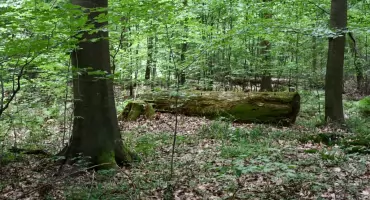 Nowy rezerwat przyrody obok Skarżyska-Kamiennej. 