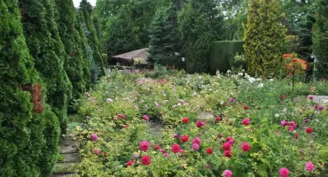 Jak skutecznie dbać o rośliny ozdobne w ogrodzie? Praktyczne porady dla każdego