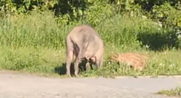 Wataha dzików znów w Skarżysku. Policja apeluje do mieszkańców